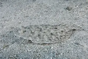 Camouflaging Prints: A shallow wide-eyed turbot (Bothus podas maderensis) camouflaged on a sandy bottom