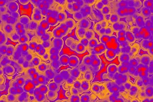 Fever Prints: Shape of bacterial cell: cocci, bacilli, spirilla bacteria background