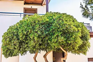 Green Growth Prints: Shaped tree with green foliage growing near building wall in sunny garden. Greece