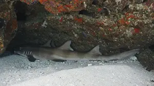 Underwater Worlds Prints: A shark, Brownbanded bamboo shark (Chiloscyllium punctatum)