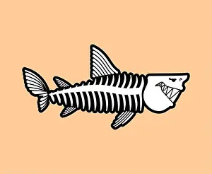 Angling Prints: Shark skeleton isolated. Shark skull. Vector illustration