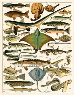 Natural History Collection: Shark, sturgeon, salmon, skate, and other fish. Color lithograph