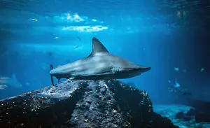 Deep Blue Sea Prints: A shark swims underwater near a coral reef