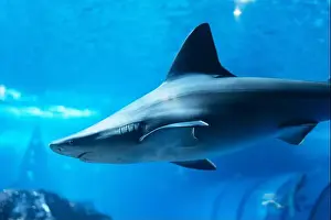 Jaws Prints: A shark swims underwater near a coral reef