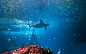 Jaws Prints: A shark swims underwater near a coral reef