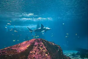 Jaws Prints: A shark swims underwater near a coral reef