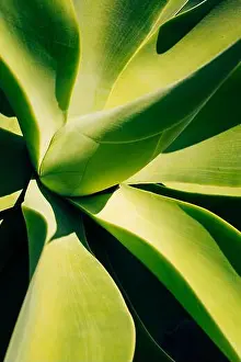 Spiky Prints: Sharp pointed agave plant leaves bunched together