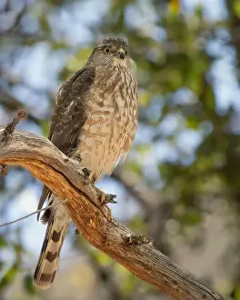 Diurnal Prints: A Sharp-shinned Hawk in Arizona