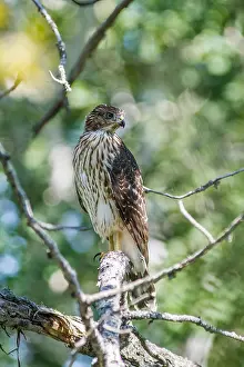 Eyed Prints: Sharp-shinned Hawk-Juvenile (Accipiter striatus) First year hawk perched near the nest