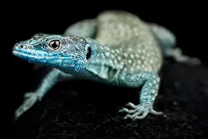 Wall Lizard Prints: Sharp-snouted rock lizard (Dalmatolacerta oxycephala)