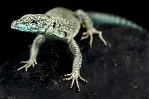 Wall Lizard Prints: Sharp-snouted rock lizard (Dalmatolacerta oxycephala)
