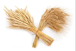 Fertility Prints: Sheaf of wheat and rye
