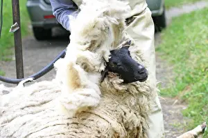 Shear Prints: Shearing of a sheep with a electrical scissor