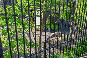 Farmyard Prints: Sheep eating feed from metal feeder behind bars in Central Park Zoo