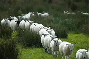 Follow Prints: Sheep following each other