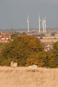 Turbines Prints: Two sheep graze in a field with 4 wind turbine behind