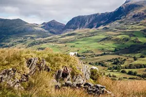 Quiet Prints: Two sheep grazing in Cwm Pennant valley with view to Moel yr Ogof in mountains of Snowdonia National Park in summer
