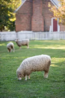 Williamsburg Prints: Sheep grazing in pasture of Colonial Williamsburg VA