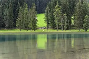 Pines Prints: Sheep grazing on the shore of Lake Anterselva, an idyllic and bucolic place