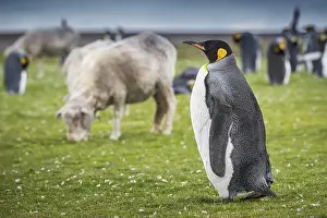 Farm Animals Prints: Sheep and king penguins (Aptenodytes patagonicus) on a pasture