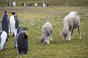 Farm Animals Prints: Sheep and king penguins (Aptenodytes patagonicus) on a pasture