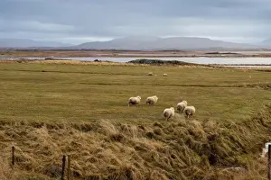 River Road Prints: Sheep on a pasture in the nature