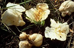 Medium Group Of Objects Prints: Sheep Polypore (Albatrellus ovinus), Albatrellaceae