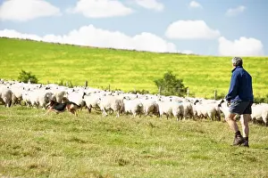 On The Move Prints: sheep-run, sheep herd, shepherd, sheep-runs, sheep herds, shepherds