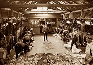 British Empire Prints: Sheep shearing and grading wool New South Wales Australia Victorian period