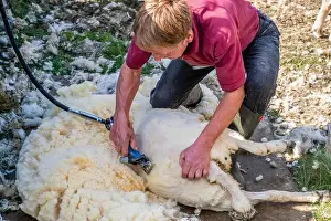 Bending Prints: Sheep shearing is the process by which the woollen fleece of a sheep is cut off