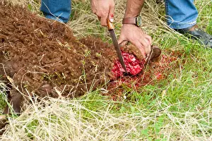 Bleed Prints: Sheep slaughtered by cutting its neck, according to islamic ritual slaughter (dhabihah)