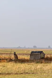 Sheepdog Prints: sheepdog on the Hungarian puszta, Hungary
