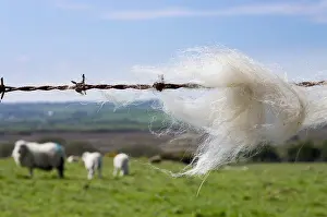 Domestic Animals Prints: Sheep's wool caught on a barbed wire fence with sheep in a farm field beyond