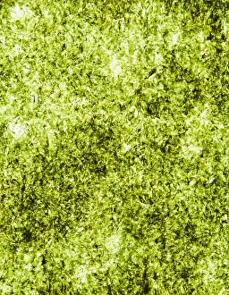 Moisture Prints: Sheet of organic sushi nori seaweed