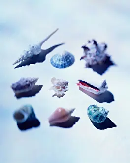 Hobbies Prints: Shell Collection