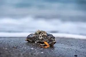 Hermit Prints: A shell with a crab inside is laying on the beach
