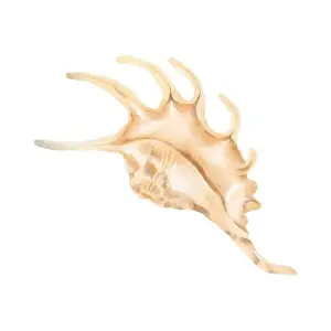 Cockleshell Prints: The shell of the lambis clam. Digital watercolor illustration