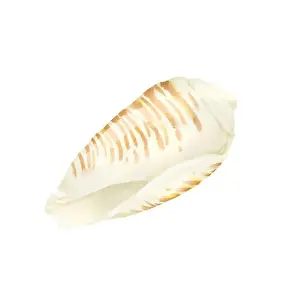 Animal Shell Prints: The shell of the strombus clam