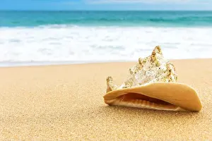 Sand Beach Prints: Shell on the tropical beach with surf
