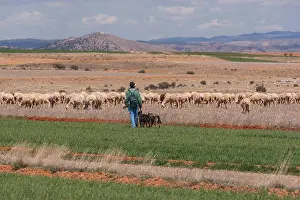Castilla Prints: Shepherd, dog and his Flock of Sheep in fields of La Mancha