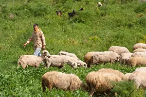 Graze Prints: Shepherd walking among his herd of goats in western Turkey