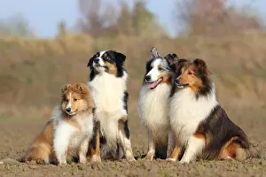 Sheepdogs Prints: Shetland Sheepdog and Australian Shepherd