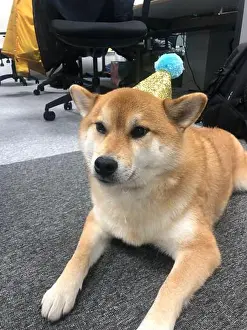 Pure Bred Prints: Shiba Inu office dog