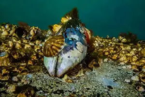 Seattle Prints: Shield Limpet and Green Falsejingle and barnacles on a Pacific Blue Mussel shell