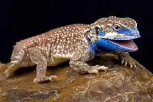 The Shield-tailed agama (Xenagama taylori) is endemic to the Horn of Africa