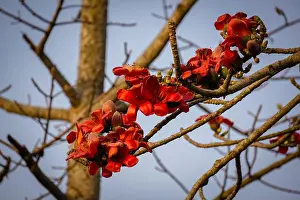 Pistil Prints: Shimul or Red silk-cotton (Bombax ceiba)