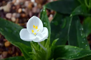 Pistil Prints: Shining-white weldenia Weldenia candida Flower grown in the Alpine House at RHS Garden Harlow Carr
