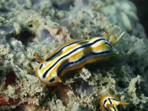 Sandy Bottom Prints: A shiny, striped nudibranch, Coleman's star snail (Chromodoris colemani)