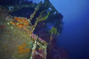 Fan Corals Prints: A shipwreck covered with colourful corals