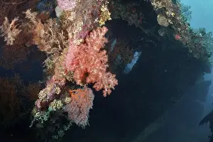 Unkempt Prints: A shipwreck overgrown with colourful corals reveals the beauty of the underwater world
